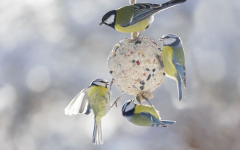 Zima przyjazna zwierzętom – jak możemy pomagać razem z dziećmi?